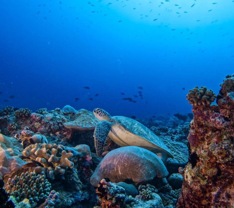 Photo of Others in Bandos Island