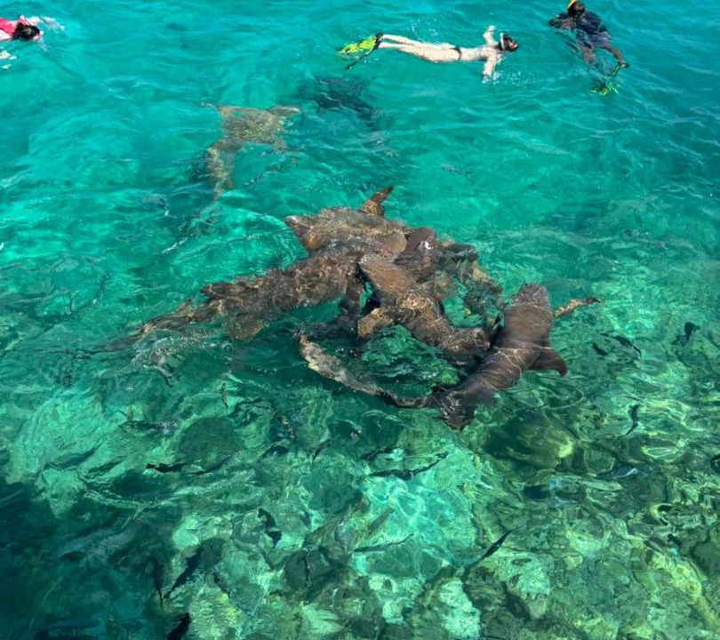 Photo of Others in Dhiffushi