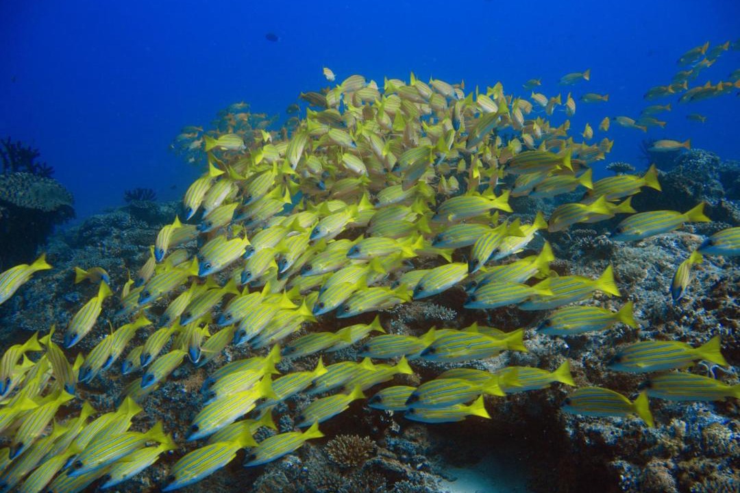 Photo of Others in Dhigurah