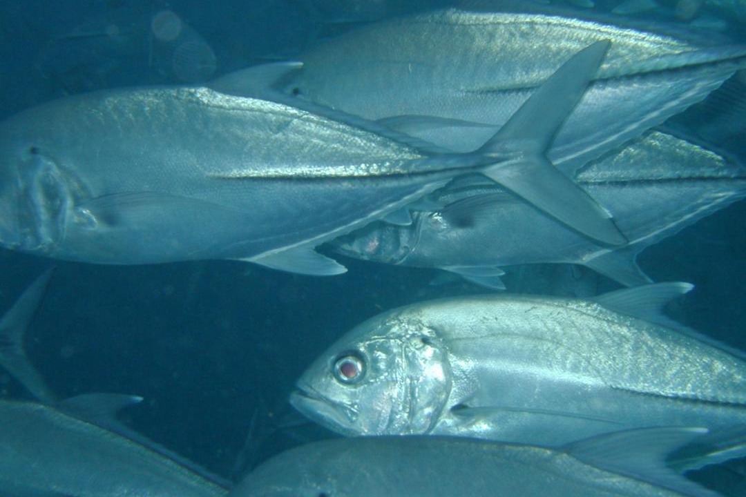 Photo of Others in Fuvahmulah