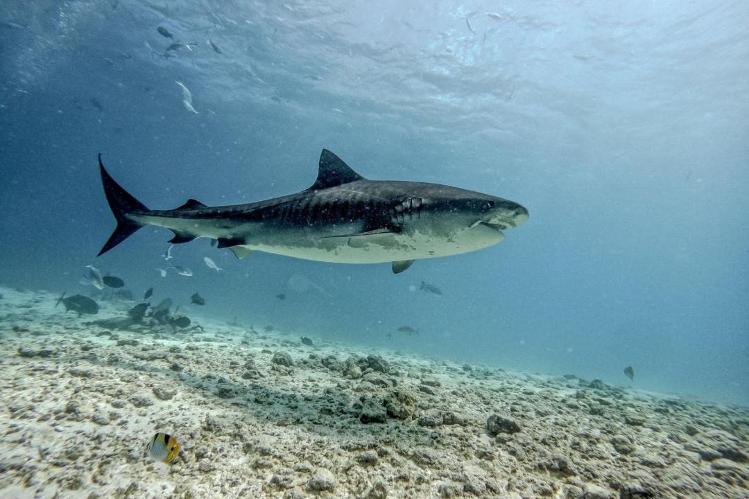 Photo of Others in Fuvahmulah