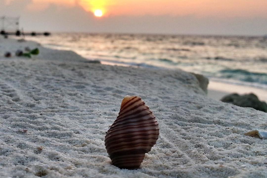 Photo of Others in Dharavandhoo
