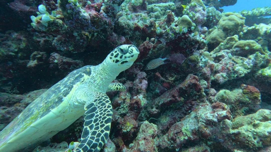 Photo of Others in Fulidhoo