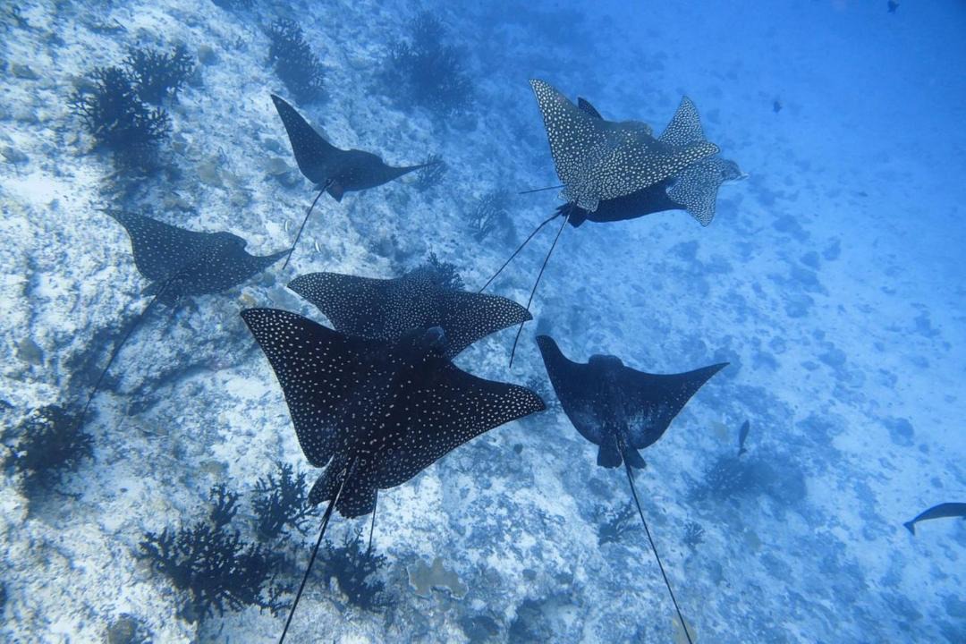 Photo of Others in Fulidhoo