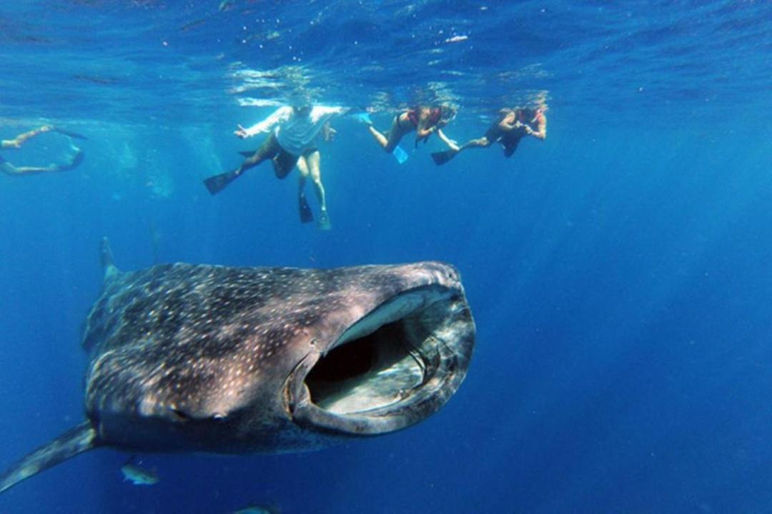 Photo of Others in Fulidhoo