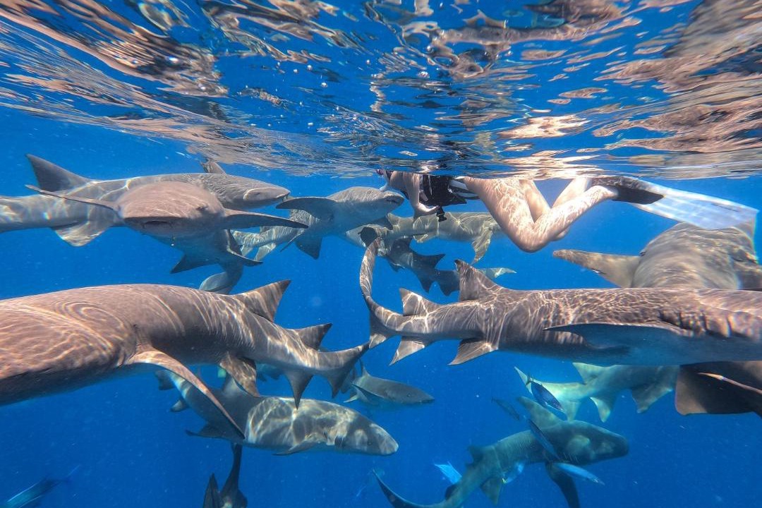 Photo of Others in Fulidhoo