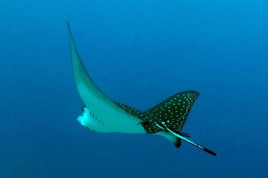Photo of Others in Felidhoo