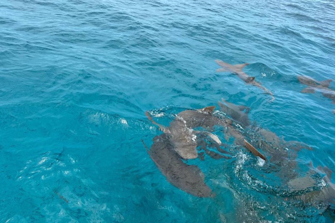 Photo of Others in Felidhoo