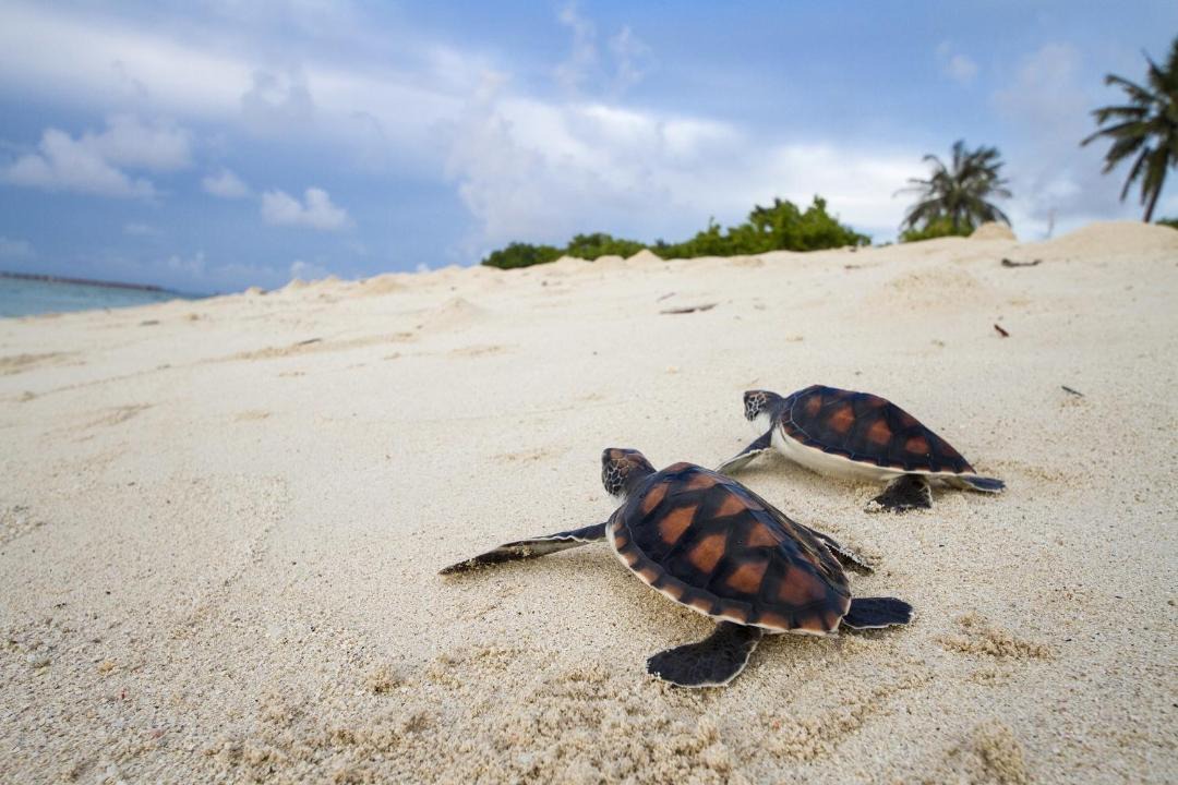 Photo of Others in Gulhi