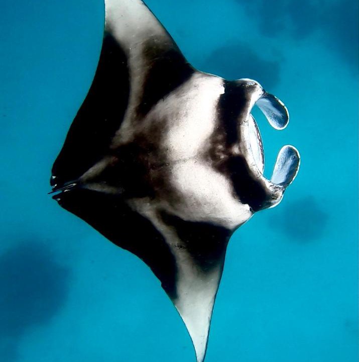 Photo of Others in Maafushi