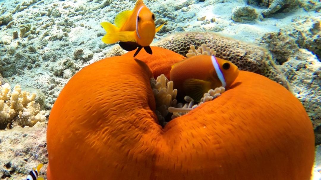 Photo of Others in Thinadhoo