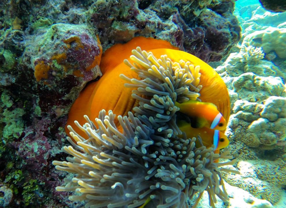 Photo of Others in Thinadhoo