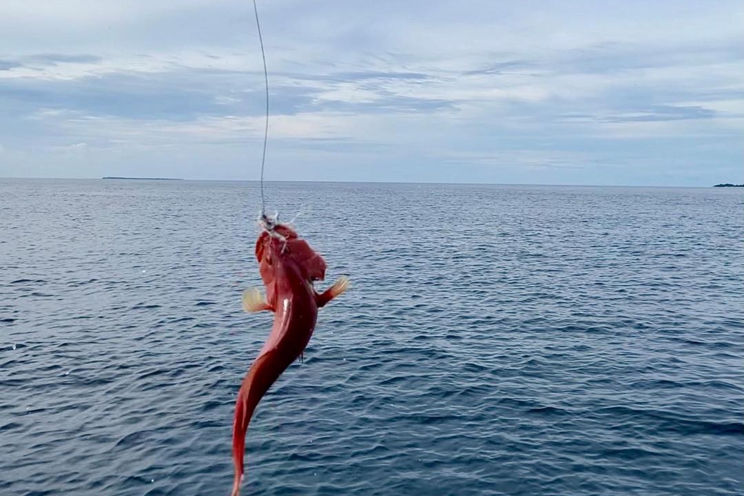 Photo of Others in Hanimaadhoo