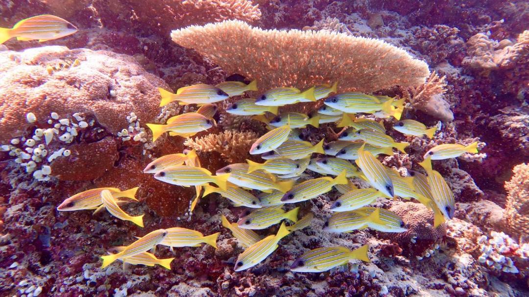 Photo of Others in Keyodhoo