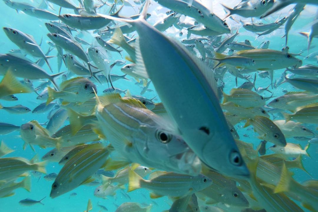 Photo of Others in Rasdhoo