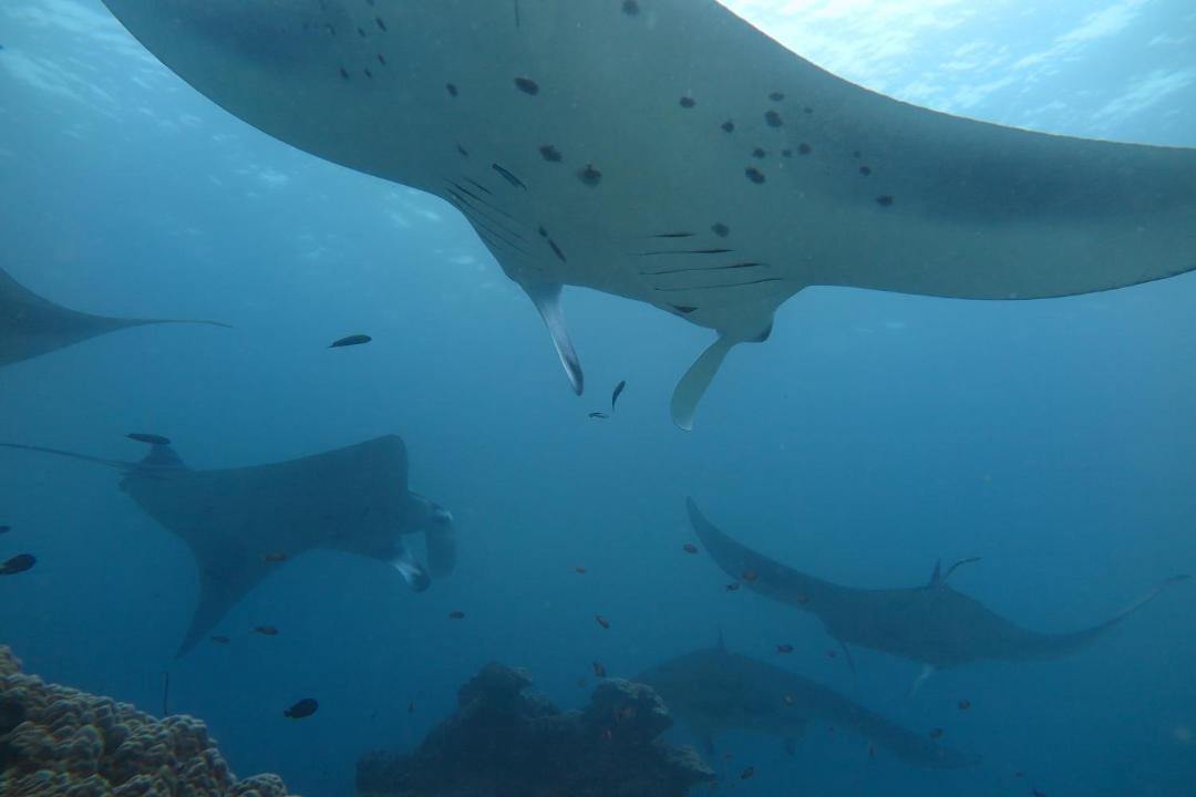 Photo of Others in Rasdhoo