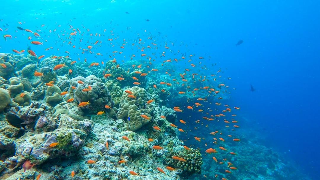 Photo of Others in Medhufaru
