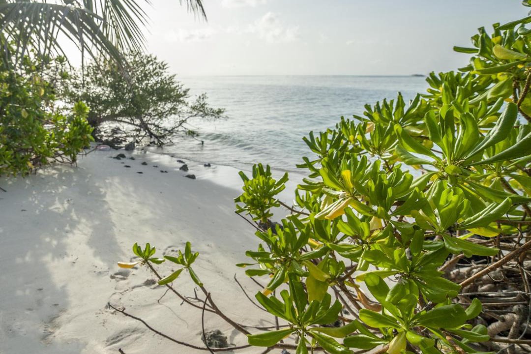 Photo of Others in Dhiffushi