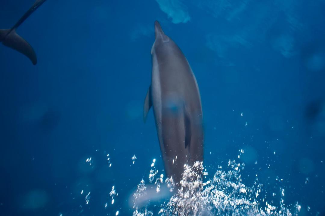 Photo of Others in Maafushi