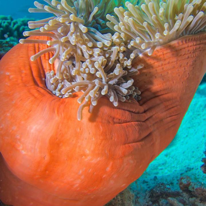 Photo of Others in Milaidhoo Island
