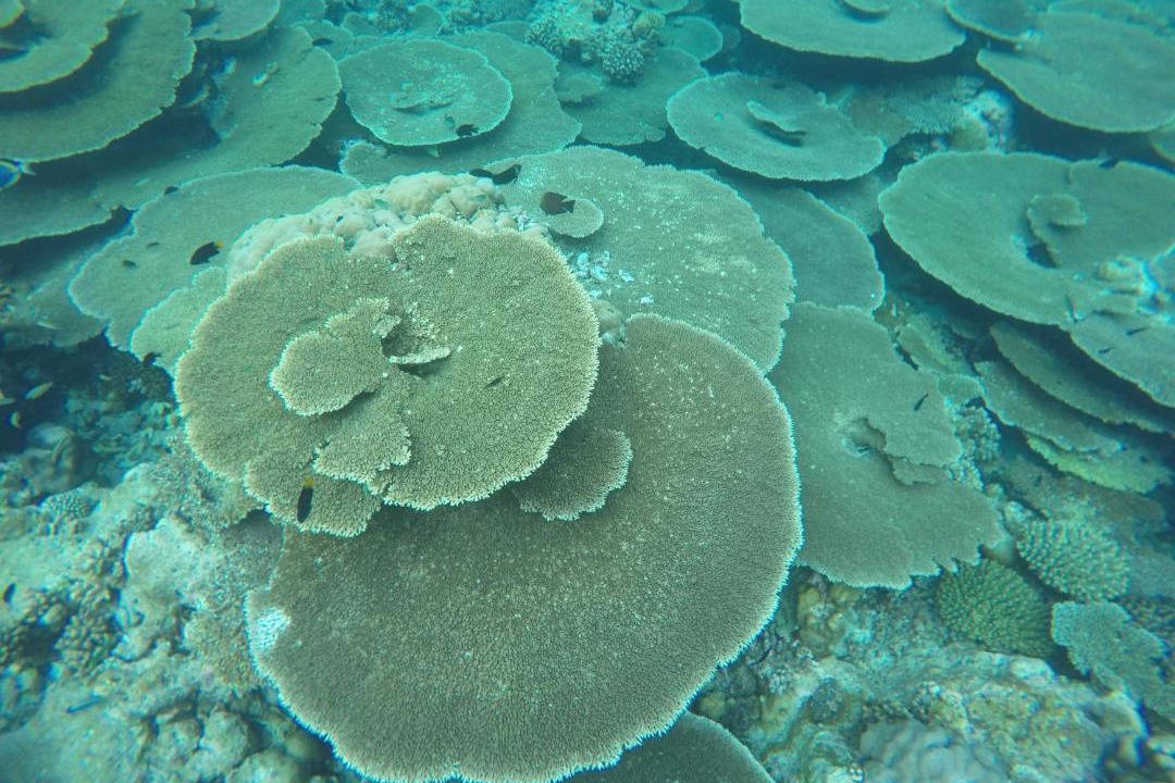 Photo of Others in Omadhoo