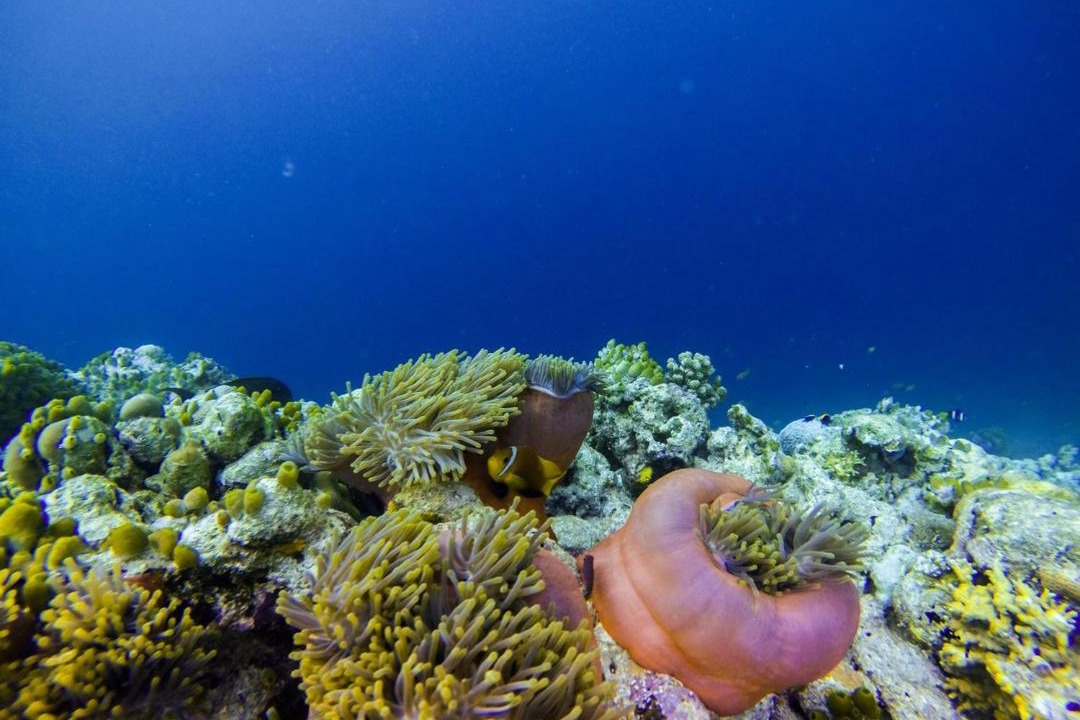 Photo of Others in Felidhoo