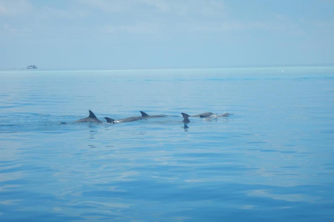 Photo of Others in Thoddoo