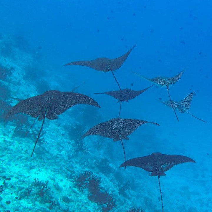 Photo of Others in Fulidhoo
