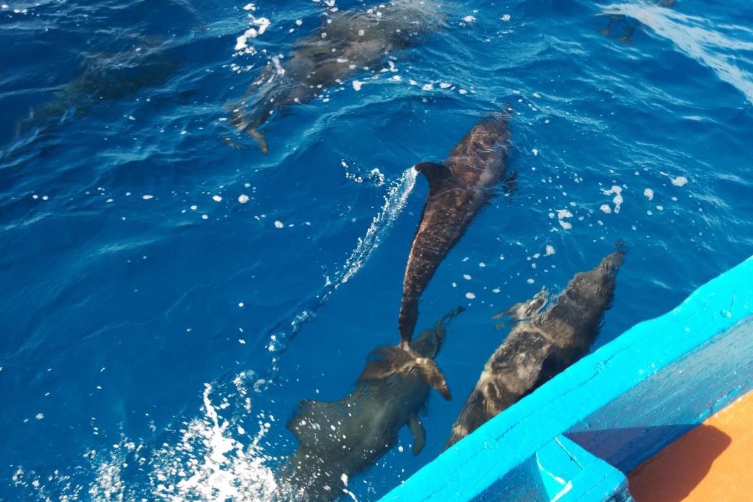 Photo of Others in Felidhoo