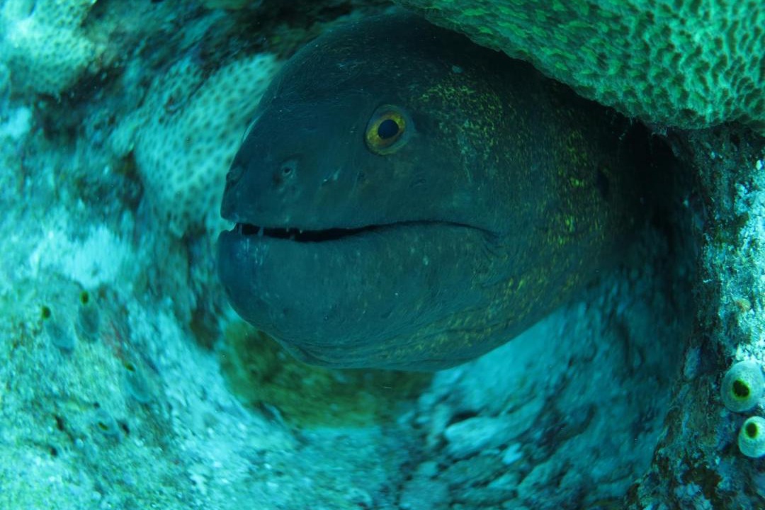 Photo of Others in Felidhoo