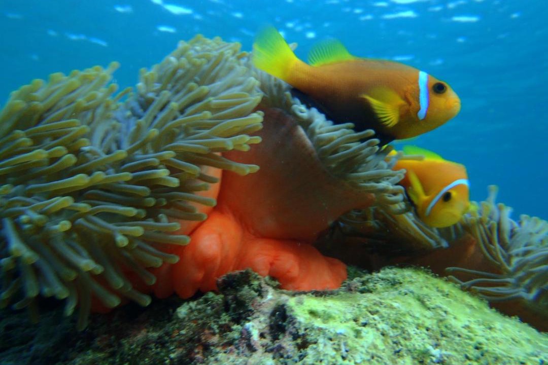 Photo of Others in Ukulhas