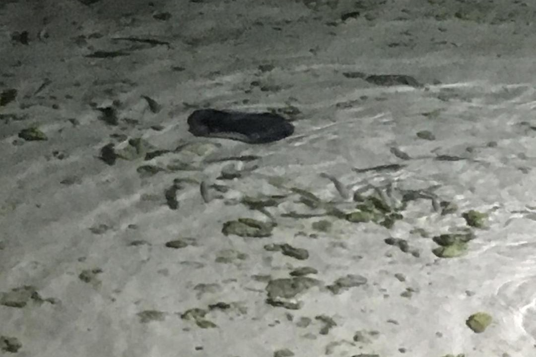 Photo of Outdoor in Thinadhoo