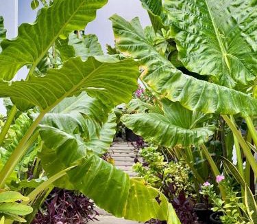 Dhigurah House | Velaa Dhigurah