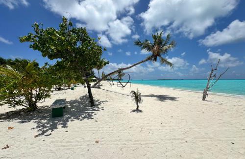 Maamigili Bed & Breakfast | Whaleshark View