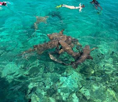 Dhiffushi Hotel | VelaaVani - Turtle Hive Dhiffushi